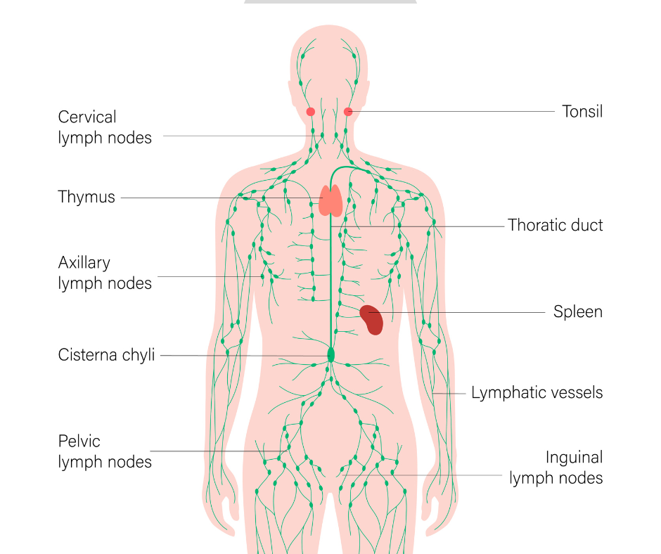 Lymphatic system diagram